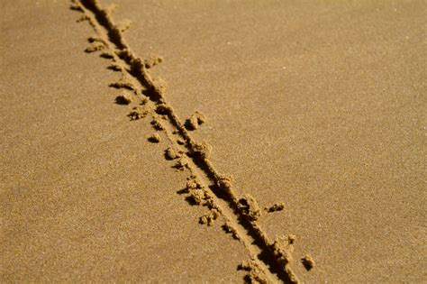 Drawing the Line in the Sand: Defiant Declarations for a Custody Battle