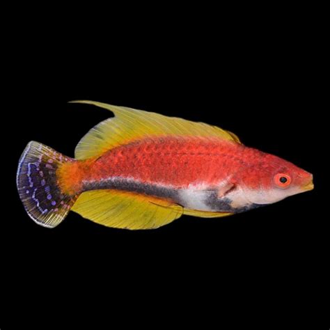 Fairy Fish Fin Flips (Short & Sweet Wishes)