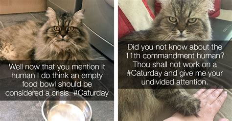 From the Cat's Purr-spective