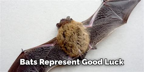 "Rabbit in a Hat with a Bat": Good Luck & Encouragement Messages