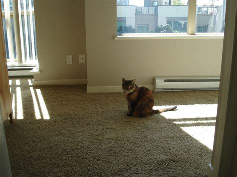 Welcome to the Feline Interior Design Overhaul