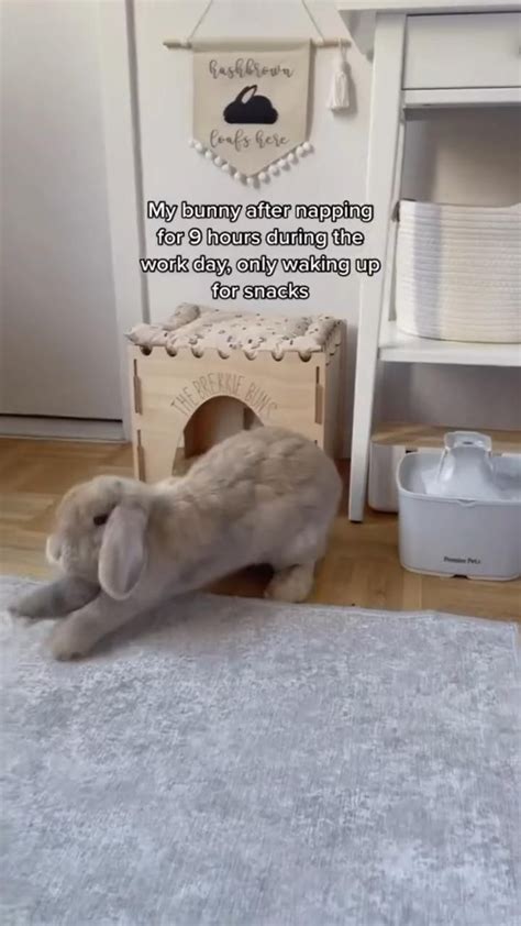When You'd Literally Trade Places with a Pet