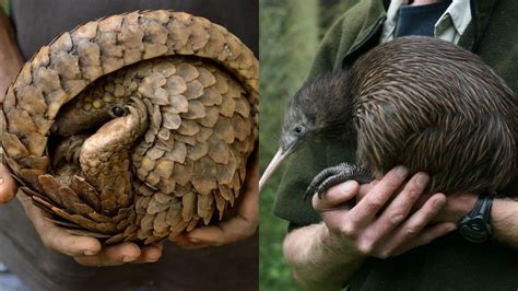 Wild Animal Antics & Creature Comforts