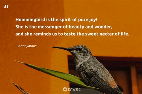 Wishes for Joy and Hummingbird Visits